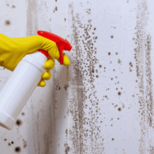 Cleaning Mold with Vinegar